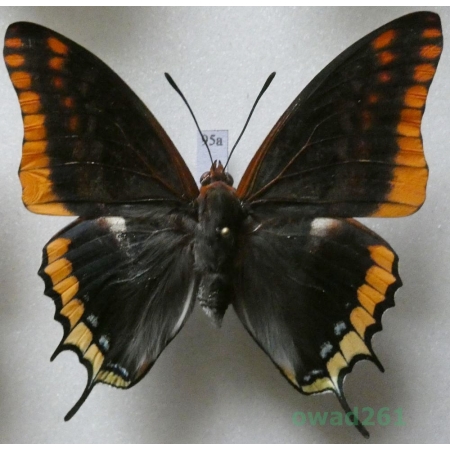 Charaxes jasius (Linnaeus, 1767) female Croatia 65mm95a